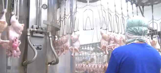 دجاج اوكرانى للبيع باعلى جودة 