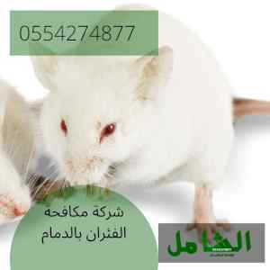 شركة مكافحة الفئران بالدمام متخصصة وخبيرة