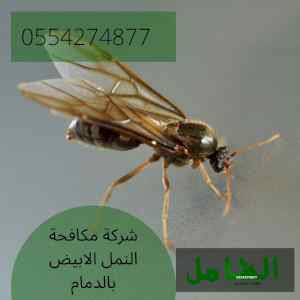 شركة مكافحة النمل الابيض بالدمام متخصصة وخبير