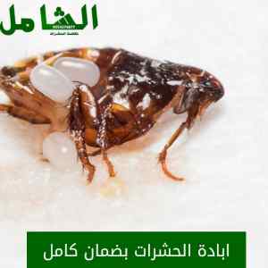 شركة مكافحة البق بالدمام متخصصة وخبيرة