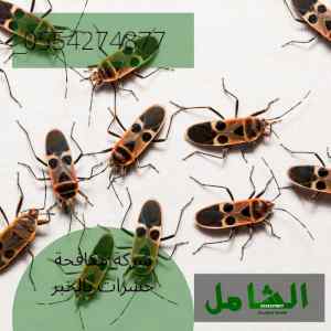 شركة مكافحة حشرات بالخبر متخصصة وخبيرة
