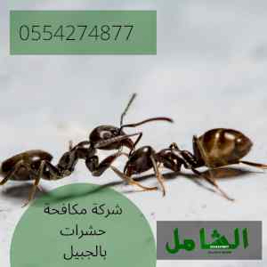 شركة مكافحة حشرات الجبيل متخصصة وخبيرة