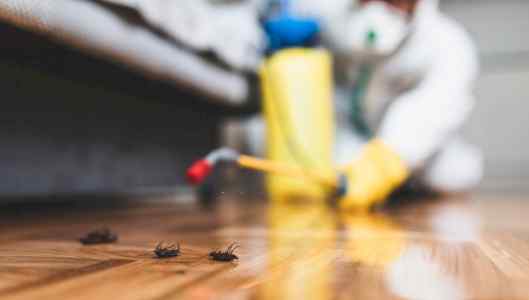 افضل شركة مكافحة حشرات بالخبر خبرة متخصصة