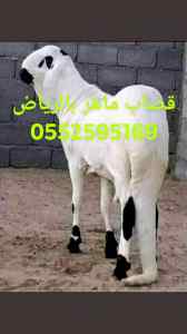قصاب شمال الرياض 0552595169